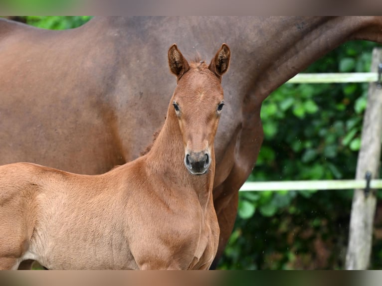 Cheval de sport allemand Jument Poulain (06/2025) Bai in Niederstetten