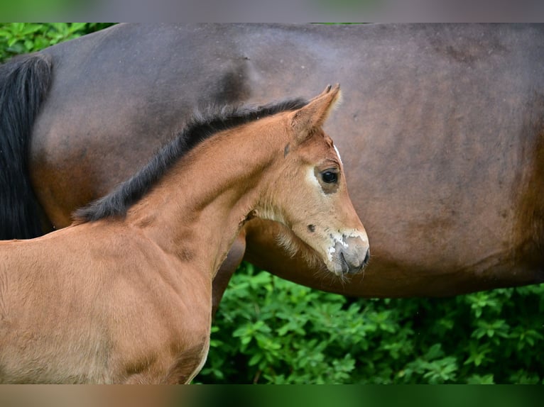 Cheval de sport allemand Jument Poulain (04/2024) Bai in Schönwalde-Glien