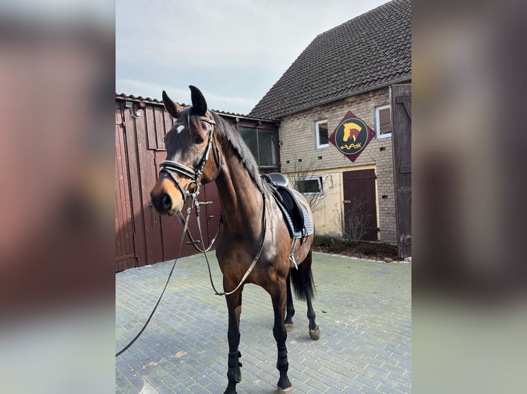 Cheval de sport allemand Jument Poulain (04/2024) Bai in Schönwalde-Glien