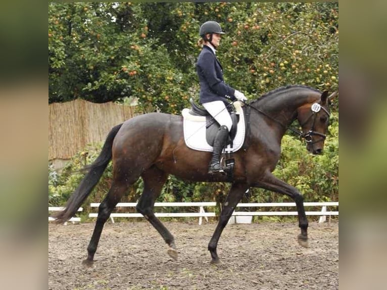 Cheval de sport allemand Jument Poulain (04/2024) Bai in Schönwalde-Glien