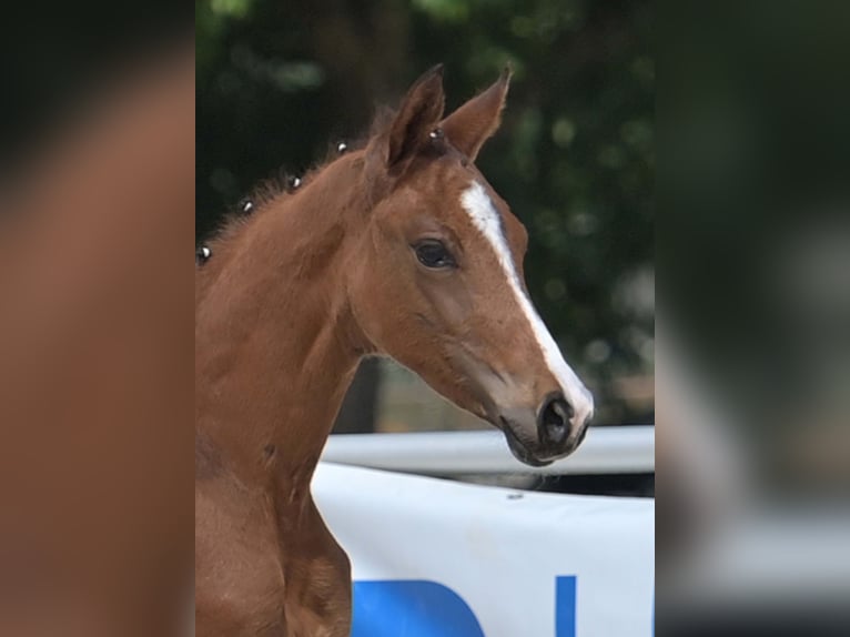 Cheval de sport allemand Jument Poulain (04/2025) Bai in Gomadingen