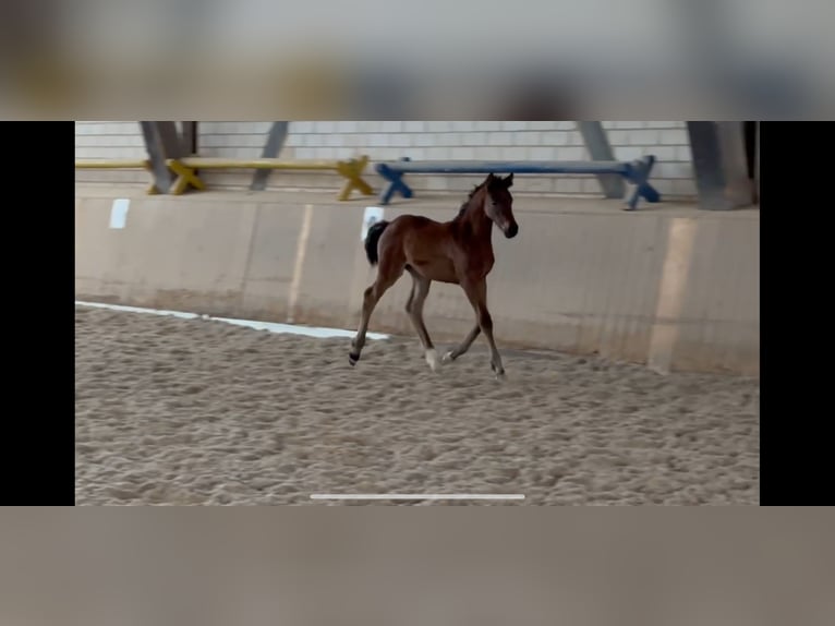 Cheval de sport allemand Jument Poulain (04/2024) Bai in Heinersreuth