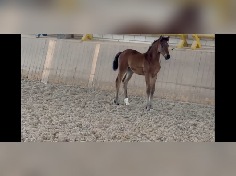 Cheval de sport allemand Jument Poulain (04/2024) Bai in Heinersreuth