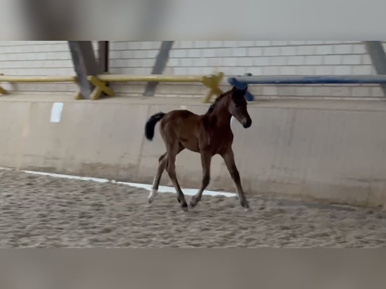 Cheval de sport allemand Jument Poulain (04/2024) Bai in Heinersreuth