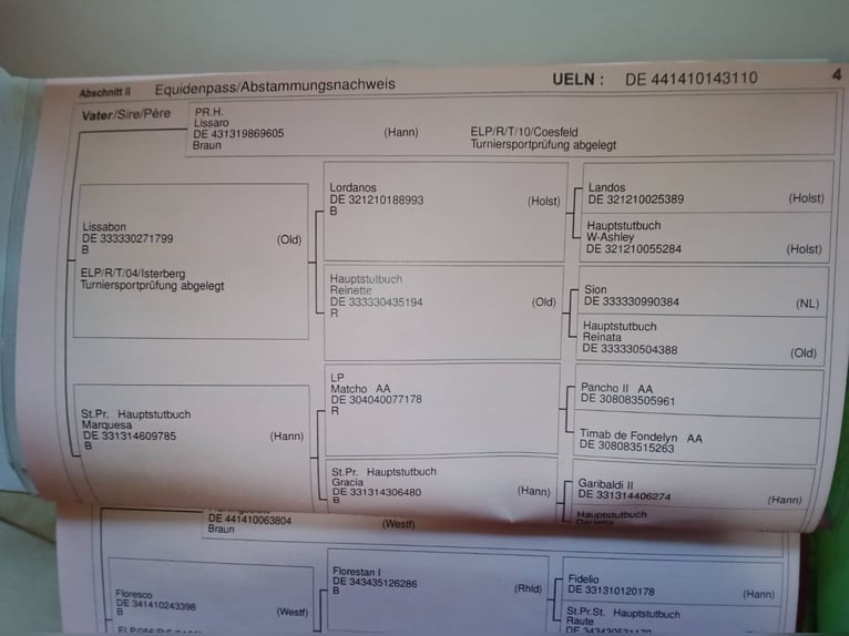 Cheval de sport allemand Jument  Bai in Mettingen