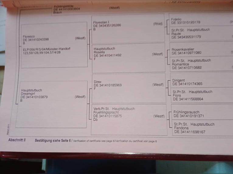 Cheval de sport allemand Jument  Bai in Mettingen