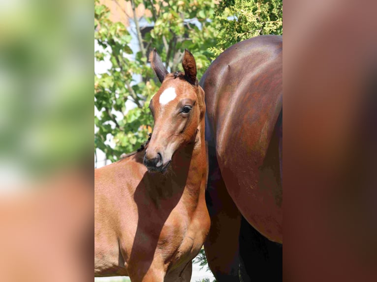 Cheval de sport allemand Jument Poulain (05/2025) Bai in Moritzburg