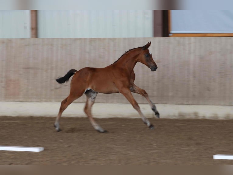 Cheval de sport allemand Jument Poulain (05/2025) Bai in Moritzburg