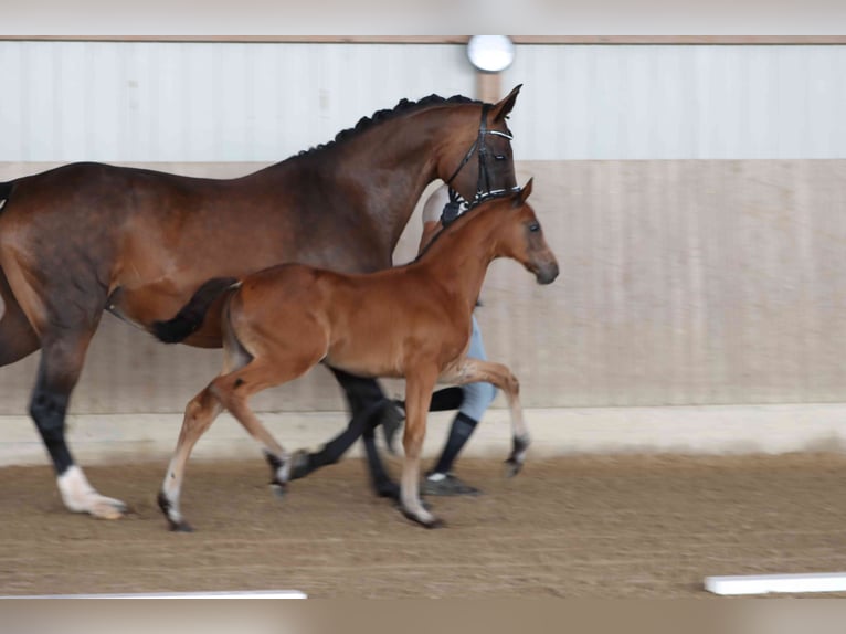 Cheval de sport allemand Jument Poulain (05/2025) Bai in Moritzburg