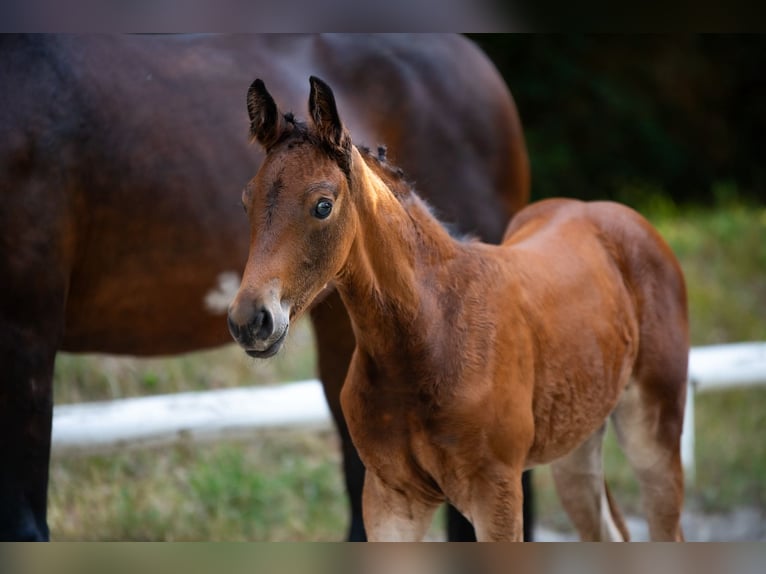Cheval de sport allemand Jument Poulain (06/2025) Bai in M&#xFC;nzenberg