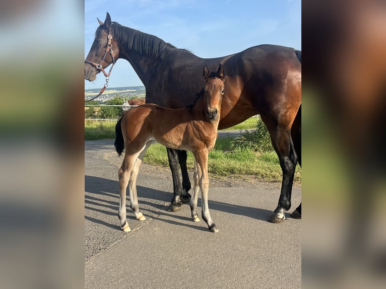 Cheval de sport allemand Jument Poulain (06/2025) Bai in M&#xFC;nzenberg
