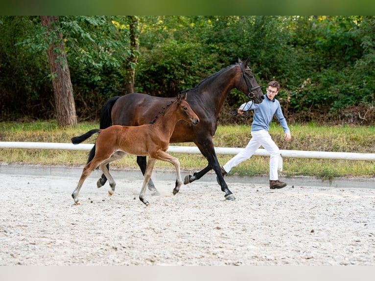 Cheval de sport allemand Jument Poulain (06/2025) Bai in M&#xFC;nzenberg