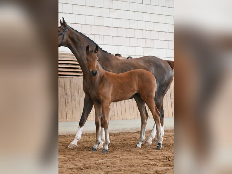 Cheval de sport allemand Jument  Bai in Ro&#xDF;leben-Wiehe