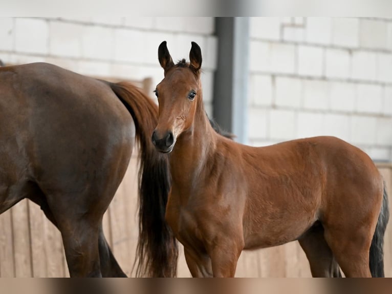 Cheval de sport allemand Jument  Bai in Ro&#xDF;leben-Wiehe