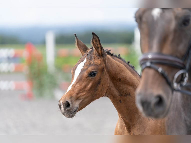 Cheval de sport allemand Jument Poulain (05/2024) Bai in Ebhausen