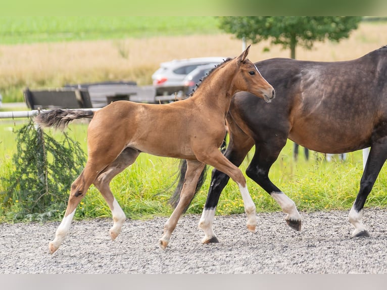 Cheval de sport allemand Jument Poulain (05/2024) Bai in Ebhausen