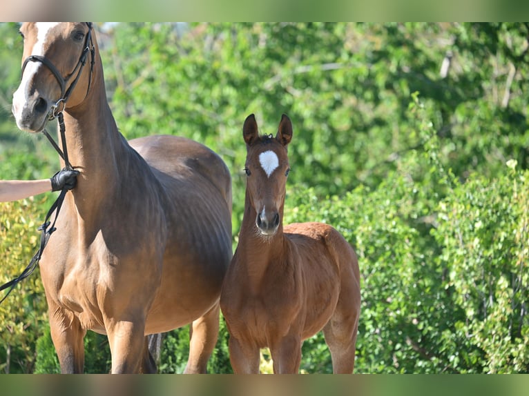 Cheval de sport allemand Jument  Bai in Gutenborn