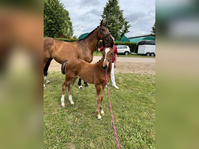 Cheval de sport allemand Jument Poulain (04/2026) Bai in Damm