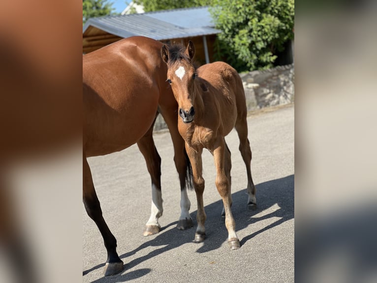 Cheval de sport allemand Jument  Bai in Riesb&#xFC;rg