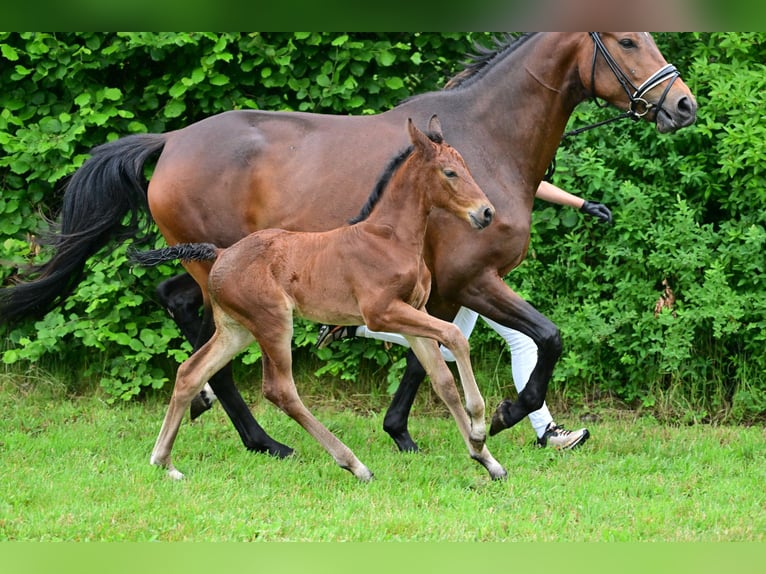 Cheval de sport allemand Jument Poulain (05/2024) Bai in Schönwalde-Glien