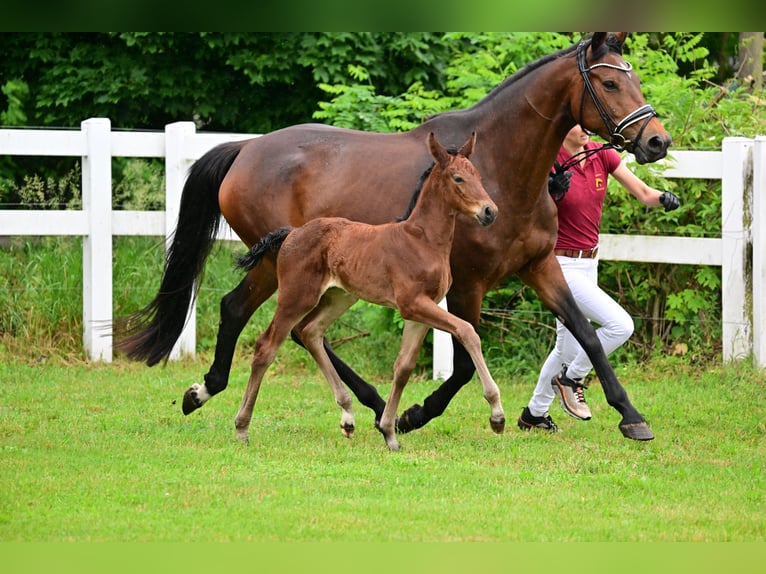 Cheval de sport allemand Jument Poulain (05/2024) Bai in Schönwalde-Glien