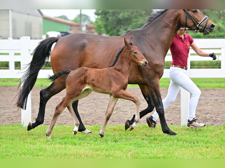 Cheval de sport allemand Jument Poulain (05/2024) Bai in Schönwalde-Glien