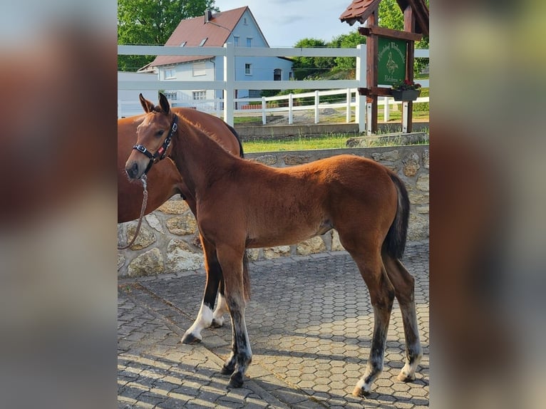 Cheval de sport allemand Jument Poulain (03/2026) Bai in Ehingen am Ries