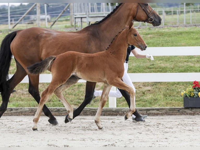 Cheval de sport allemand Jument Poulain (05/2025) Bai in Gomadingen