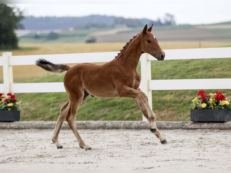 Cheval de sport allemand Jument Poulain (05/2025) Bai in Gomadingen