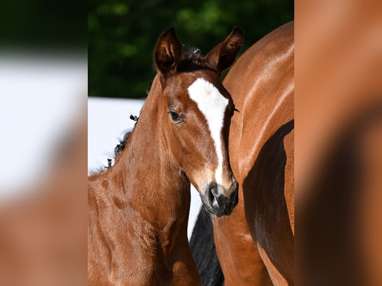 Cheval de sport allemand Jument Poulain (05/2025) Bai in Gomadingen