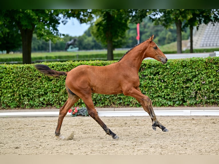 Cheval de sport allemand Jument Poulain (04/2026) Bai in Kaulille