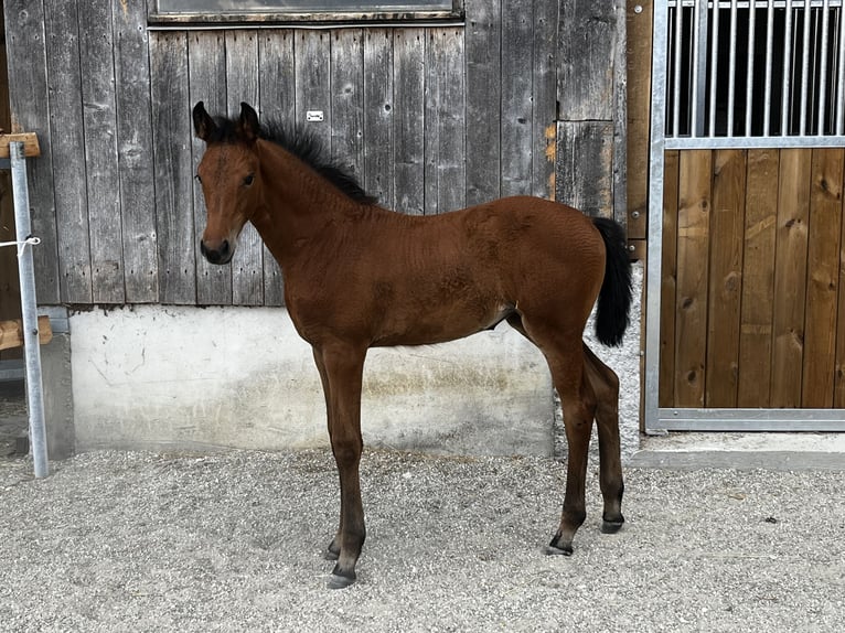 Cheval de sport allemand Jument Poulain (04/2026) Bai in Kirchham