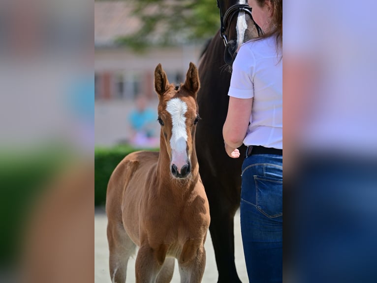 Cheval de sport allemand Jument Poulain (05/2024) Bai in Neuruppin