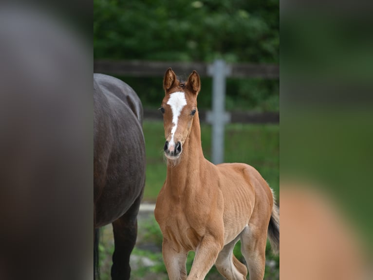 Cheval de sport allemand Jument  Bai in Selke-Aue