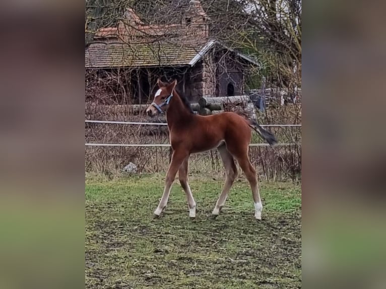 Cheval de sport allemand Jument  Bai in Sülzetal