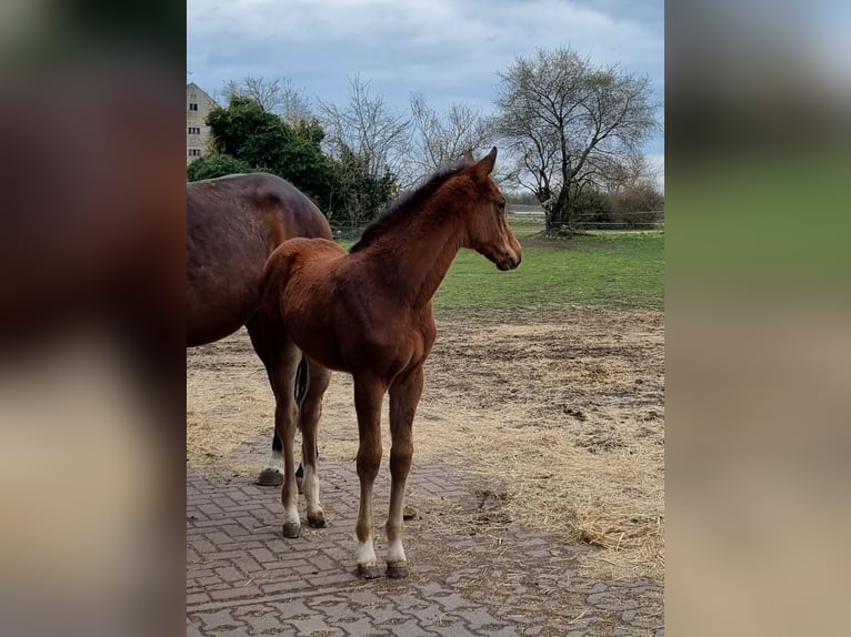 Cheval de sport allemand Jument  Bai in Sülzetal