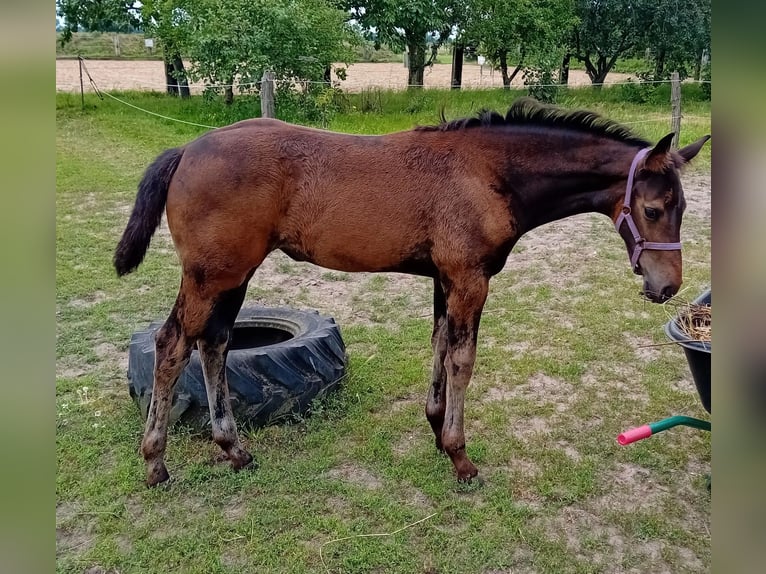 Cheval de sport allemand Jument Poulain (05/2024) Bai in Ziepel