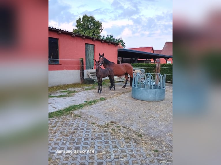 Cheval de sport allemand Jument Poulain (05/2024) Bai in Ziepel