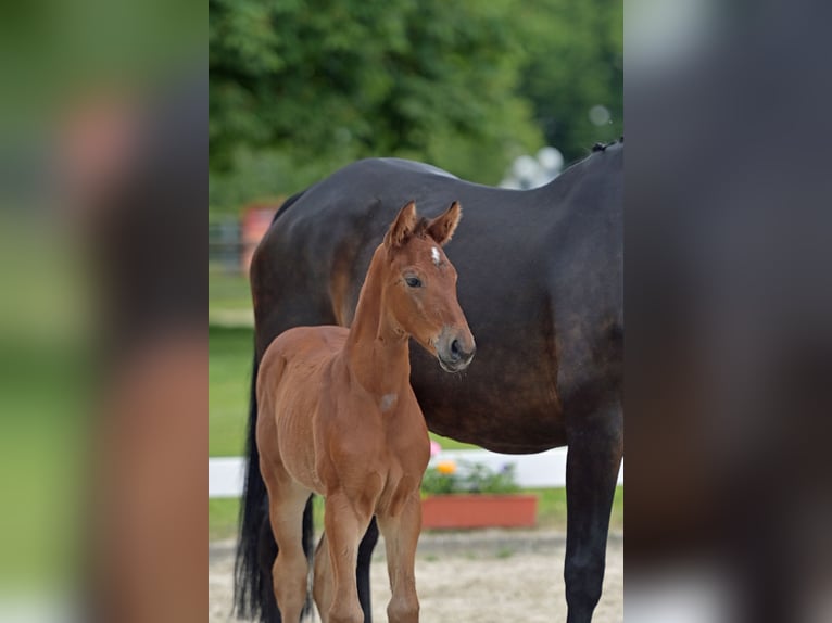 Cheval de sport allemand Jument Poulain (05/2024) Bai clair in Wiesbaden