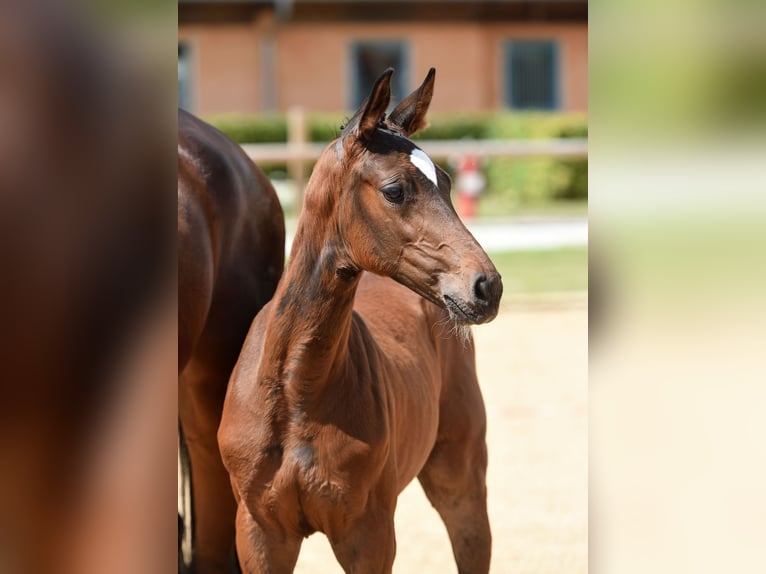 Cheval de sport allemand Jument  in DaitingDaiting