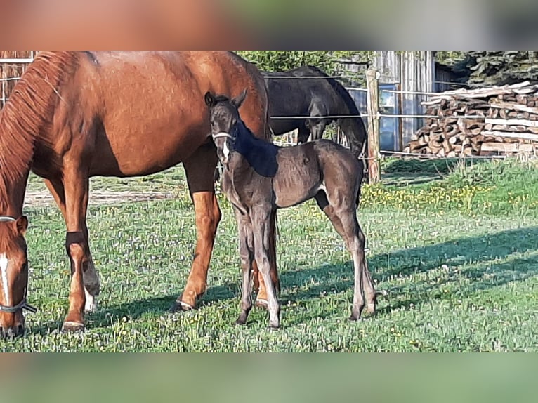 Cheval de sport allemand Jument  in DaitingDaiting