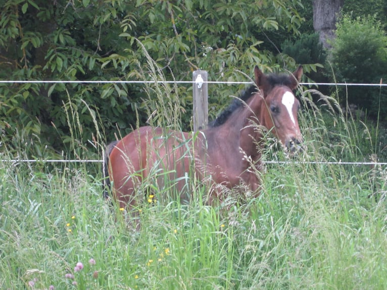 Cheval de sport allemand Jument  in DaitingDaiting