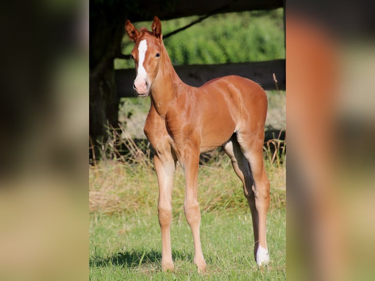 Cheval de sport allemand Jument Poulain (06/2024) in Bruchköbel