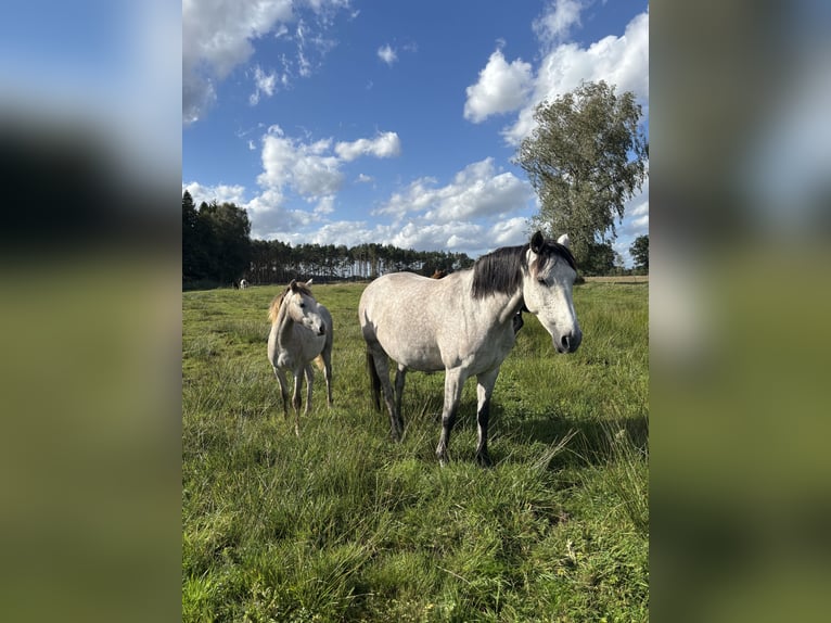 Cheval de sport allemand Jument Poulain (03/2025) Gris in B&#xF6;menzien