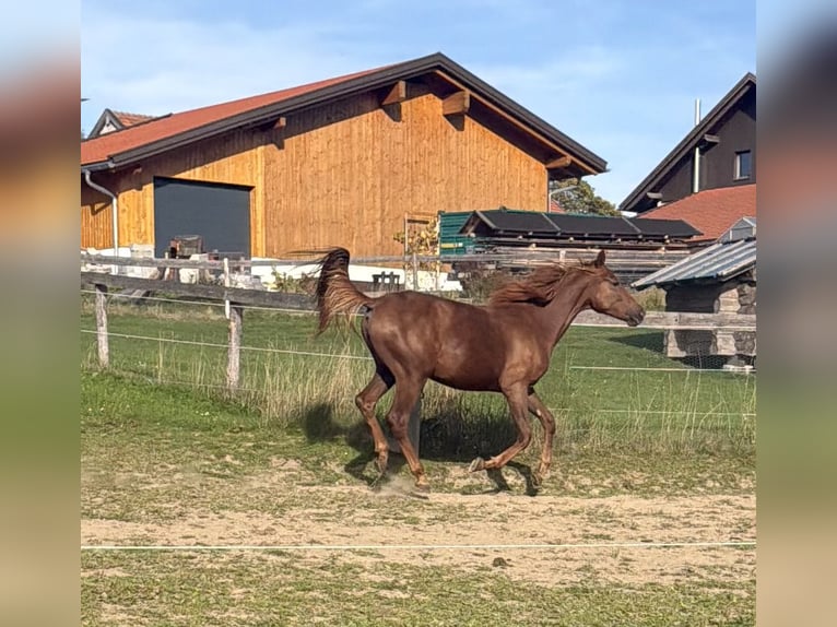 Cheval de sport allemand Jument Poulain (05/2026) Gris in Zachenberg