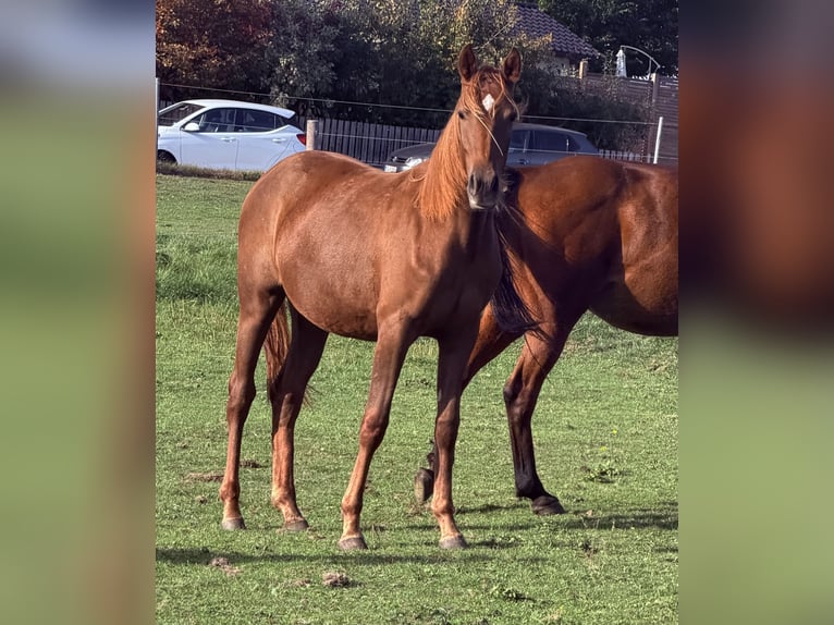 Cheval de sport allemand Jument Poulain (05/2026) Gris in Zachenberg
