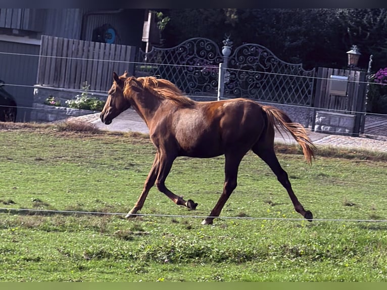 Cheval de sport allemand Jument Poulain (05/2026) Gris in Zachenberg