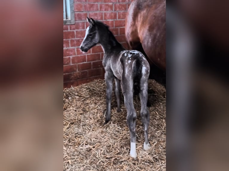 Cheval de sport allemand Jument Poulain (03/2026) Léopard in Vechta