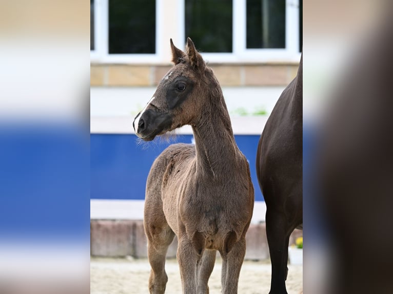 Cheval de sport allemand Jument Poulain (04/2024) Noir in Fronhofen