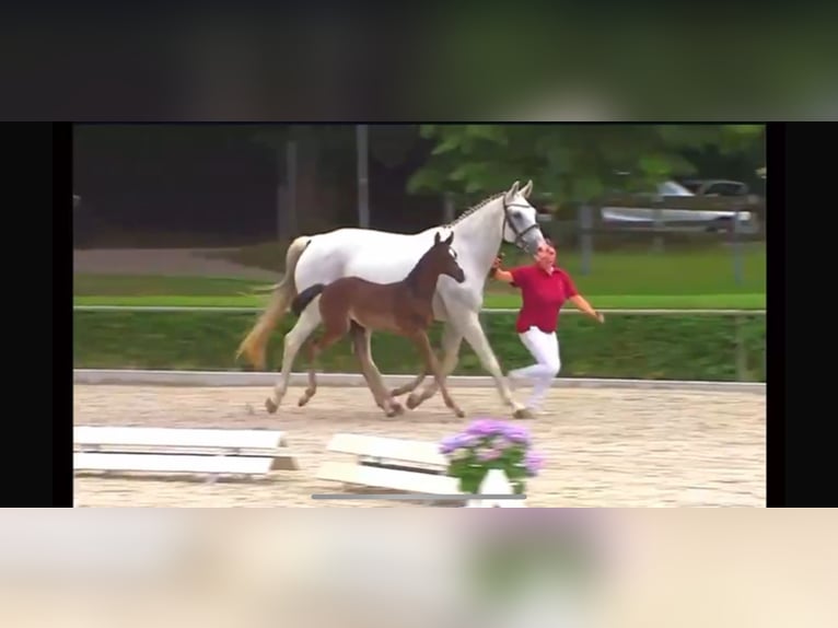 Cheval de sport allemand Jument Poulain (05/2025) Noir in Osterburg